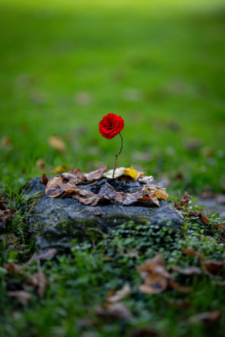 Landschaft-Blume-Klagenfurt-Stein-Staerke Landschaft-Blume-Klagenfurt-Stein-Staerke