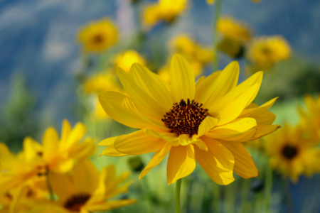 Natur-Topinambur-Blume-Gelb-Alpen-Adria-Trail Natur-Topinambur-Blume-Gelb-Alpen-Adria-Trail