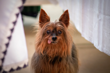 Tier-Fotos-Hund-Lustig Tier-Fotos-Hund-Lustig